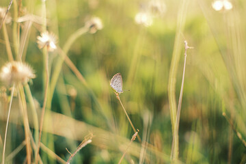 A small butterfly rests on a thin stem amidst a field of wildflowers, bathed in soft, warm sunlight creating a dreamy, blurred background.
