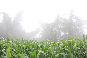 Corn fields grown on hillsides.