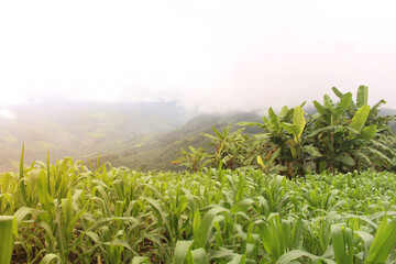 Corn fields grown on hillsides.