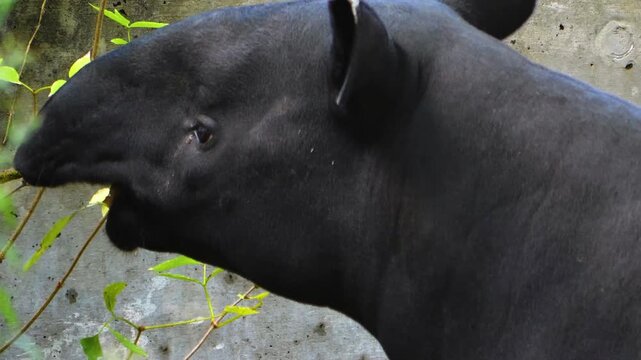 Close up of an malayen tapir head standing around and wiggling his nose on a sunny day
