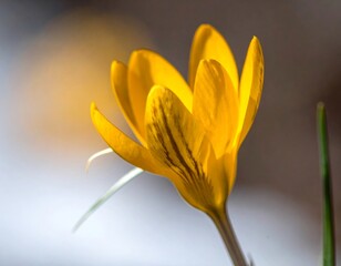 Close-up of a vibrant yellow crocus with subtle darker stripes