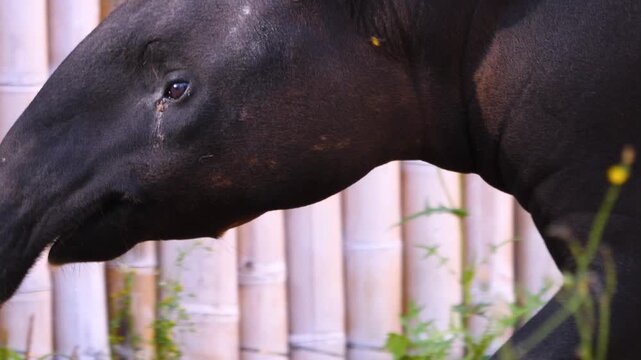 Close up of an malayen tapir head walking around and wiggling his nose on a sunny day