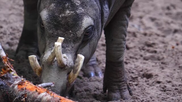 A babirusa, also called deer-pigs, close up of face standing around in the mude.