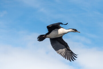 Close-up of a flying Antarctic Shag -Leucocarbo bransfieldensis- near Mikkelsen Harbour, Trinity Island, on the Antarctic Peninsula