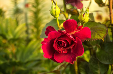 Blooming red rose with rose buds and vegetation in the background.