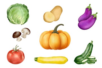 Vegetable watercolor set on white background. Watercolor of cabbage, pumpkin, tomato, mushroom, zucchini, eggplant, and potato isolated. Sketch of fresh vegetable. Watercolor of food