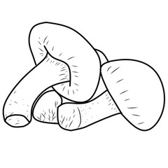 Mold coloring book. Mold picture with white background for coloring book.  Coloring page for kids.