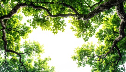 Looking up through tree branches and leaves to a bright sky