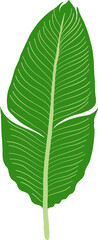 Isolated green leaf macro on a white background for nature and botany with visible vein texture