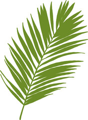 Green tropical palm leaf isolated on white background, a natural foliage plant closeup