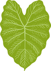 A single heart-shaped green leaf, displaying its natural vein detail, is isolated on a clean white background for macro botany close-up