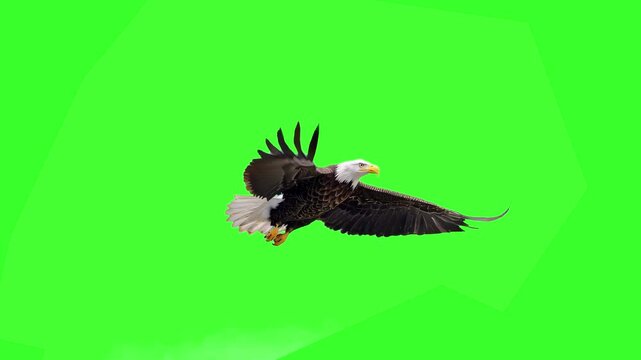 A powerful bald eagle with white head and dark body flaps its wings and soars forward in a seamless loop on a green screen background. Excellent for patriotic themes, wildlife documentaries, and majes