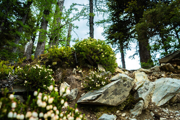 A low-angle shot in a forest shows lush green bushes and white flowers