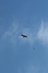 Fototapeta premium birds in flight