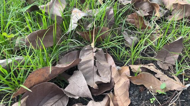 Top view of Dried leaves scattered on the ground, As leaves decompose, they release nutrients back into the soil, benefiting plants and improving soil structure. Leaves from tropical trees.