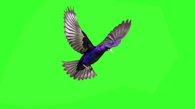 A vibrant purple bird with spread wings glides and flaps forward in a continuous looping animation against a green screen background. Excellent for fantasy scenes, magical effects, exotic wildlife, an