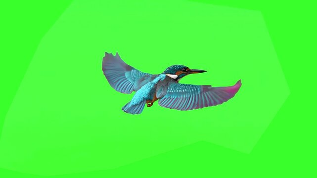 A stunning common kingfisher with bright blue and orange feathers flies forward while flapping its wings in a seamless loop on a green screen background. Great for wildlife documentaries, nature video