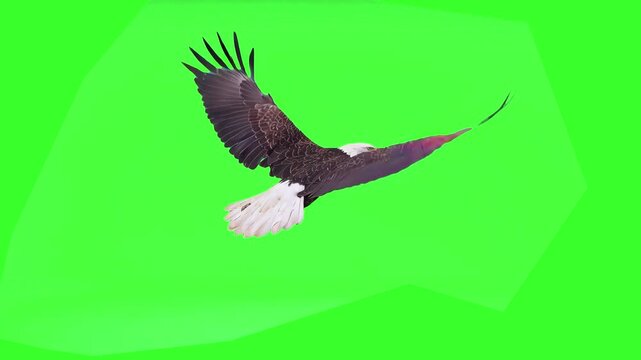 A powerful bald eagle with white head and dark body flaps its wings and soars forward in a seamless loop on a green screen background. Excellent for patriotic themes, wildlife documentaries, and majes