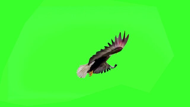 A powerful bald eagle with white head and dark body flaps its wings and soars forward in a seamless loop on a green screen background. Excellent for patriotic themes, wildlife documentaries, and majes