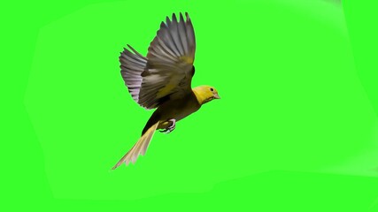 A colorful green and yellow parrot with long tail flaps its wings and flies forward in a seamless loop against a solid green screen background. Ideal for tropical videos, pet content, nature overlays,