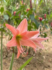Close up of Striped Barbados lily (Hippeastrum striatum) with curved petals and extended stamens, set against a blurred natural background.