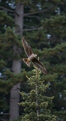 Fototapeta premium Majestic Black-Shouldered Kite soaring over Evergreen tree branches
