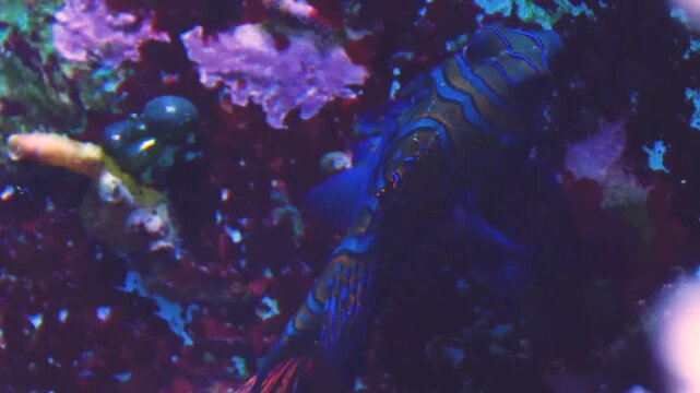 Close up of a Common mandarin goby, green mandarin, striped mandarinfish, striped dragonet, green dragonet and psychedelic mandarinfish moving around coral reef underwater