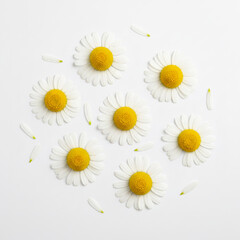 Chamomile Flowers With Scattered Petals, Isolated on White Background