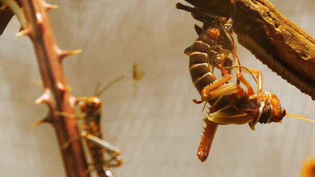 Close up of grasshoppers moving around a tree branch