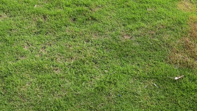 Green Grass Lawn with Irregular Brown Patches