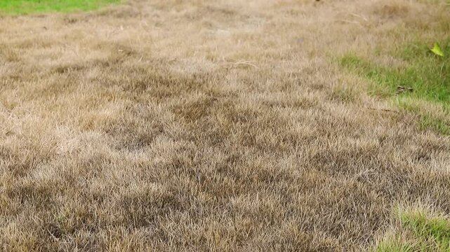 Dry and Dead Grass Patch in Home Green Lawn