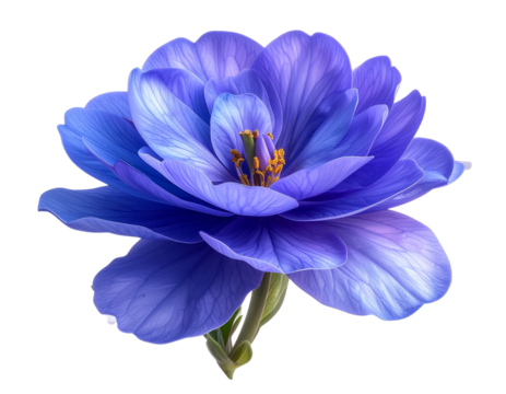  Angled Perspective of Angelonia Serena Bloom Transparent PNG