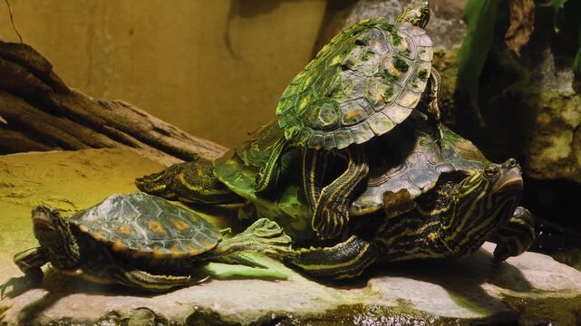Close up water turtles resting on land one is on top of another