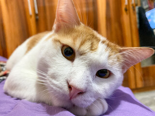 Portrait of a beautiful ginger white cat close up
