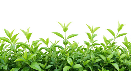 Obraz premium Fresh green tea leaves cluster with vibrant growth, natural agricultural plant isolated on transparent background