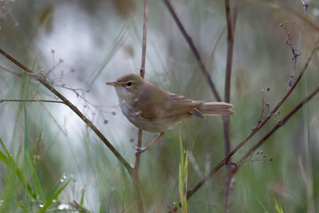 Brown Songbird in Natural Habitat Among Grass and Stems