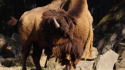 Close up of an american bison grazing on a meadow on a sunny summer day - Powered by Adobe