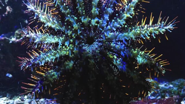 Close up crown of thorns sea star crawling up an aquarium glass ina time lapse, view of seastars feet and underside.