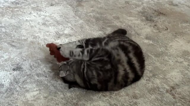 A cute gray cat plays with a small toy monkey on the carpet in the living room