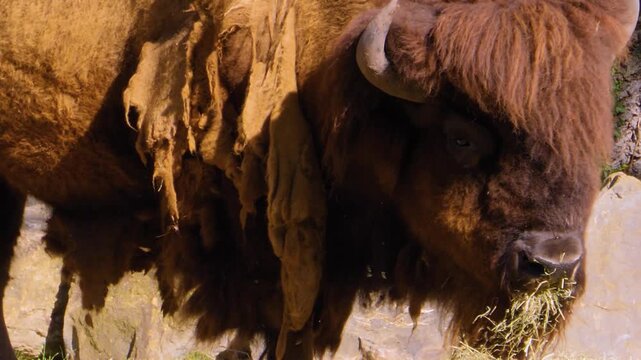 Close up of an american bison head grazing on a meadow on a sunny summer day