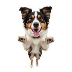 Adorable australian shepherd portrait reaching out with paws on transparent isolated background