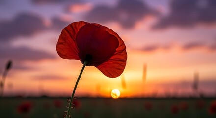 Vibrant red poppy flower against a sunset sky with soft warm light