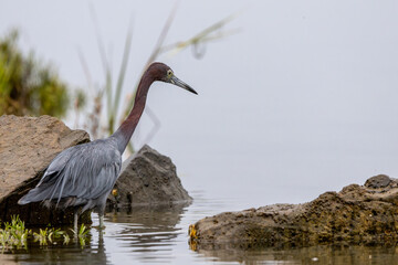 Reddish Egret (Dark Morph) Scanning the Tidal Edge