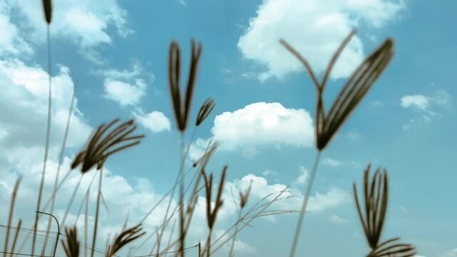 Eleusine indica, the Indian goosegrass, yard-grass, wiregrass, or crowfootgrass blowing in the wind