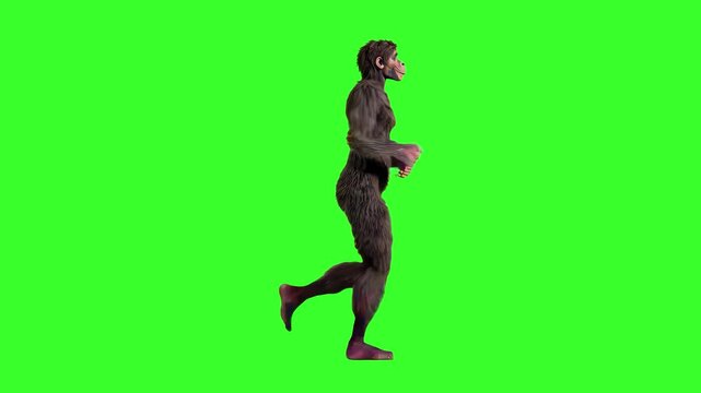 A realistic hairy Australopithecus (early hominid) runs forward with anatomically correct posture in a seamless looping animation against a solid green screen background. Ideal for scientific visualiz