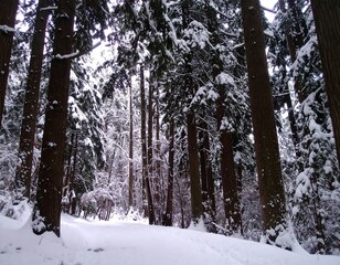 Fototapeta premium Snow-covered forest path