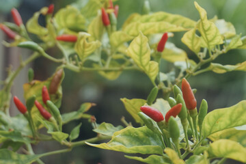 Red and green chili peppers in the garden