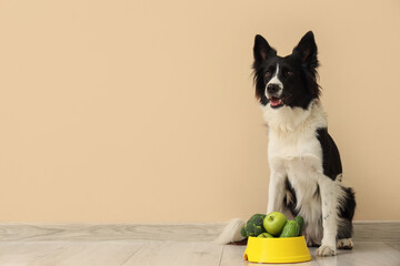 Border Collie dog with healthy food in feeding bowl near beige wall