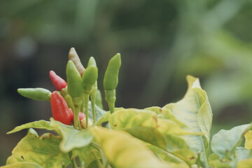 Red and green chili peppers in the garden