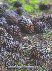 Pine Cones in the Forest